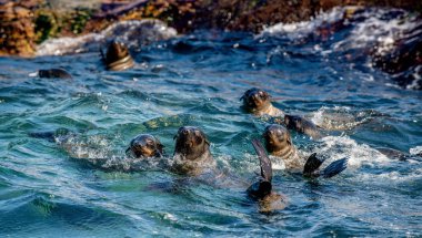 Foklar suda yüzer. Pelerin kürkü fok, bilimsel adı Arctocephalus pusilus. Seal Island, False Bay, Güney Afrika .