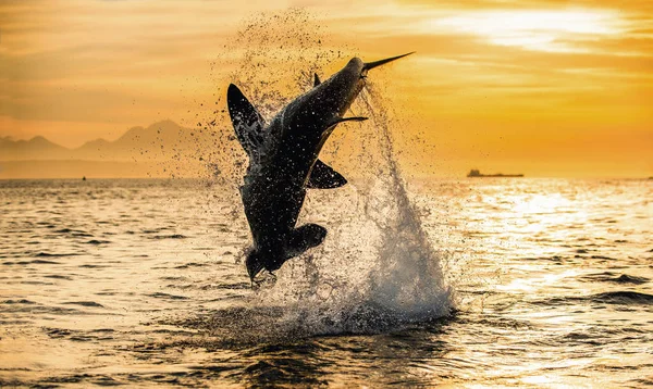 Silhouette Jumping Great White Shark Sunrise Sky Background Carcharodon Carcharias — Stock Photo, Image