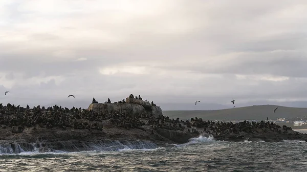 Meereslandschaft Des Sturmmorgens Die Robbenkolonie Auf Der Felseninsel Ozean Wellen — Stockfoto
