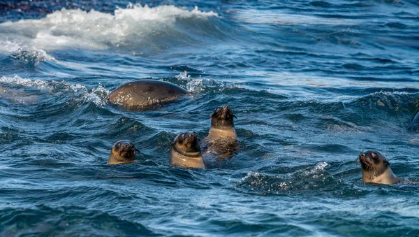 Sälar Simmar Vattnet Kap Fur Seal Vetenskapligt Namn Arctocephalus Pusilus — Stockfoto
