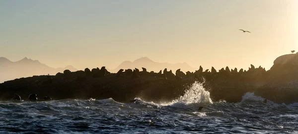 嵐の朝の海 海の岩の島のアザラシのコロニー 石の島でスプレーで破壊波 モーゼル湾南アフリカ — ストック写真