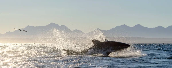 Violazione Grande Squalo Bianco Attacco Nome Scientifico Carcharodon Carcharias Sudafrica — Foto Stock