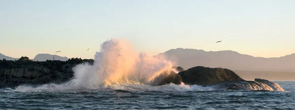 Mattina Del Mare Tempesta Colonia Foche Sull Isola Rocciosa Nell — Foto Stock