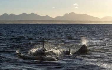 Yunuslar, okyanusta yüzüyorlar. Ön manzara, arka ışıklandırma. Atlantik okyanusu. Mossel Körfezi. Güney Afrika.