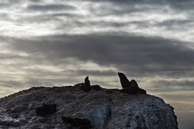 Deniz Burnu. Adadaki fok (Cape Fur Seals) kolonisi. Güneşin ışınları bulutların arasından şafak vakti gökyüzünde. Güney Afrika
