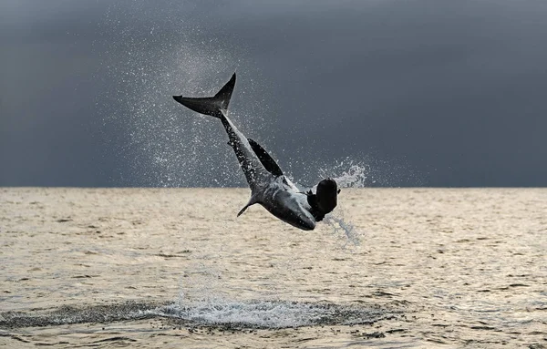 Breaching Great White Shark Tiburón Ataca Cebo Nombre Científico Carcharodon — Foto de Stock