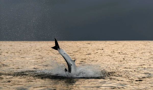 Breaching Great White Shark in attack. Scientific name: Carcharodon carcharias. South Africa.