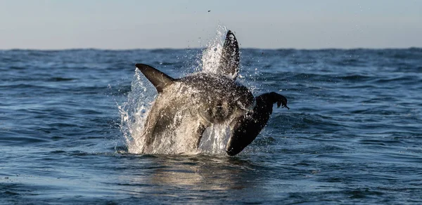 Breaching Great White Shark Shark Attacks Bait Scientific Name Carcharodon — Stock Photo, Image