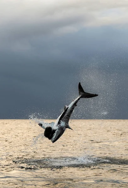 Bryter Mot Vithajen Hajen Attackerar Betet Vetenskapligt Namn Carcharodon Carcharias — Stockfoto