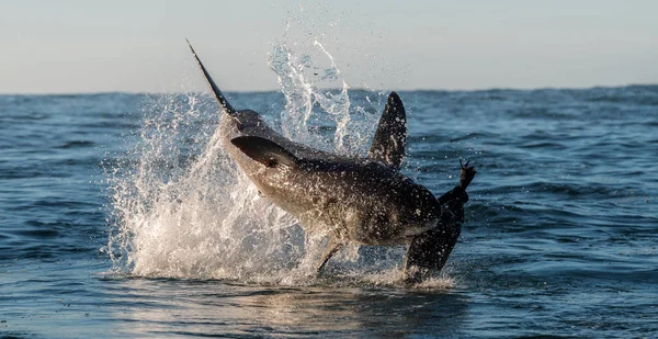 Breaching Great White Shark Shark Attacks Bait Scientific Name Carcharodon — Stock Photo, Image