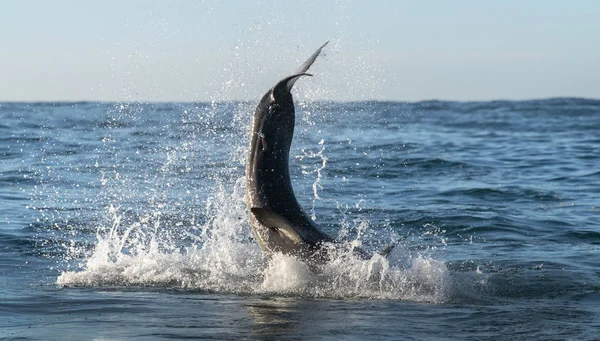 Bryter Mot Vithajen Hajstjärten Upp Vattnet Vetenskapligt Namn Carcharodon Carcharias — Stockfoto