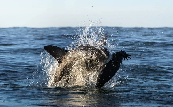 Violar Grande Tubarão Branco Tubarão Ataca Isca Nome Científico Carcharodon — Fotografia de Stock