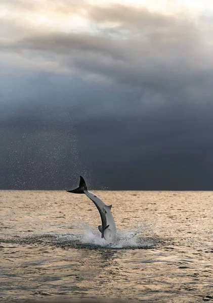Breaching Great White Shark in attack. Scientific name: Carcharodon carcharias. South Africa.