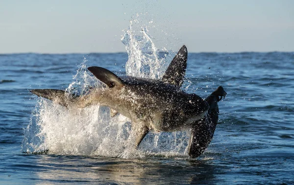 Violazione Del Grande Squalo Bianco Shark Attacca Esca Nome Scientifico — Foto Stock