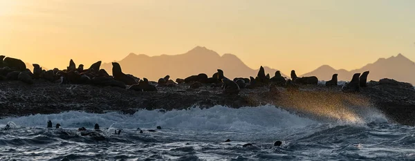 暴风雨清晨的海景 海中岩石岛上的海豹群 浪涌进石岛上的浪花 摩瑟湾 — 图库照片