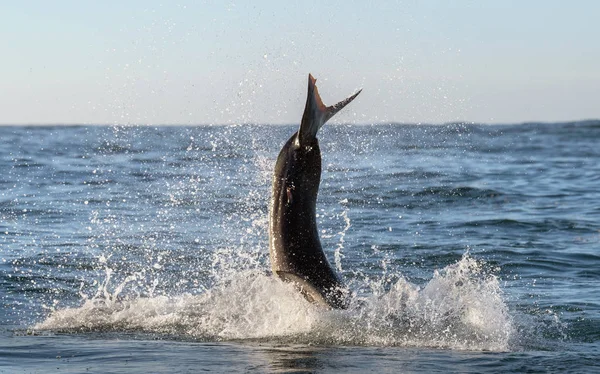Violar Grande Tubarão Branco Cauda Tubarão Fora Água Nome Científico — Fotografia de Stock