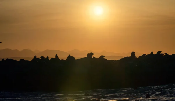 Колония Тюленей Cape Fur Seals Скалистом Острове Океане Рассвете Рано — стоковое фото