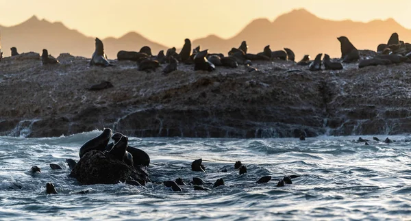 Colônia Focas Cape Fur Seals Ilha Rochosa Oceano Céu Nascer — Fotografia de Stock