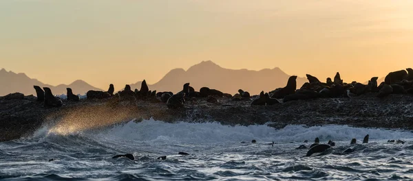 Zeegezicht Van Stormochtend Kolonie Zeehonden Het Rotsachtige Eiland Oceaan Golven — Stockfoto