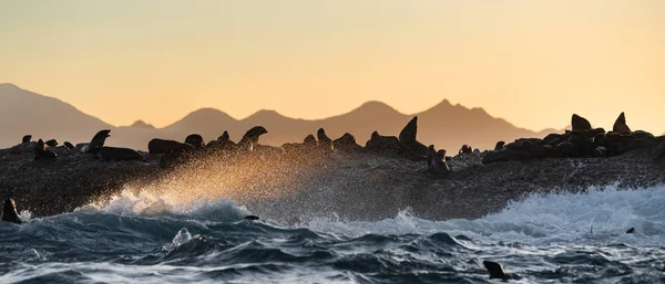 Zeegezicht Van Stormochtend Kolonie Zeehonden Het Rotsachtige Eiland Oceaan Golven — Stockfoto