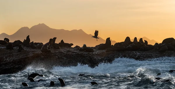暴风雨清晨的海景 海中岩石岛上的海豹群 浪涌进石岛上的浪花 摩瑟湾 — 图库照片