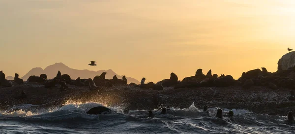 Морской Шторм Утром Колония Тюленей Скалистом Острове Океане Волны Брызгают — стоковое фото