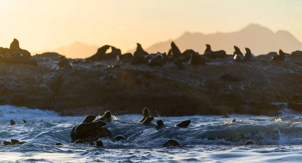 Okyanustaki Kayalık Adasındaki Fok Kolonisi Cape Fur Seals Gün Doğumu — Stok fotoğraf