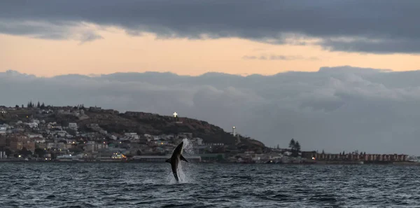 Breaching Great White Shark Scientific Name Carcharodon Carcharias Mossel Bay — Stock Photo, Image