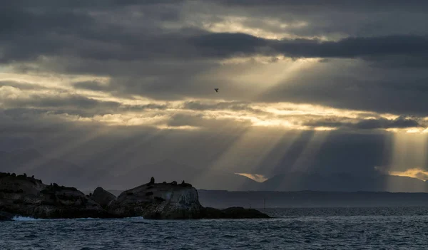 Seelandschaft Die Kolonie Der Robben Kappelzrobben Auf Der Insel Die — Stockfoto