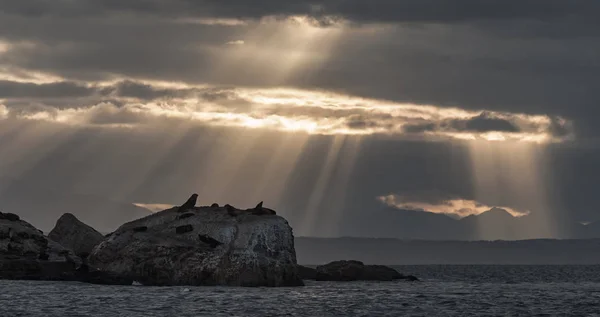 Przylądek Morski Kolonia Fok Cape Fur Seals Wyspie Promienie Słońca — Zdjęcie stockowe