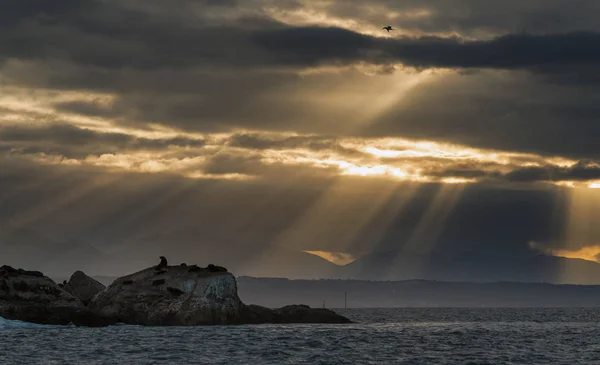 Seelandschaft Die Kolonie Der Robben Kappelzrobben Auf Der Insel Die — Stockfoto