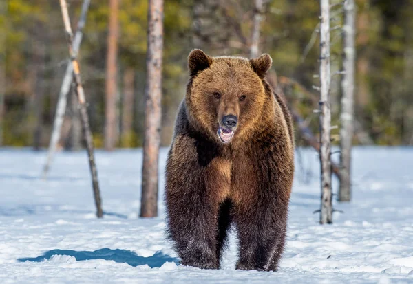 Barna Medve Havon Tavaszi Erdőben Előre Nézz Ursus Arctos — Stock Fotó