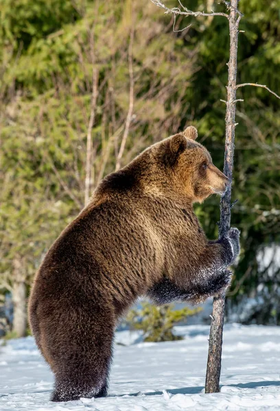 Браун Ведмідь Стоїть Задніх Лапах Снігу Зимовому Лісі Наукова Назва — стокове фото