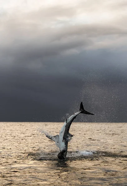 Breaching Great White Shark in attack. Scientific name: Carcharodon carcharias. South Africa.