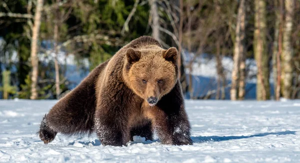 Bruine Beer Sneeuw Het Voorjaarsbos Vooraanzicht Ursus Arctos — Stockfoto