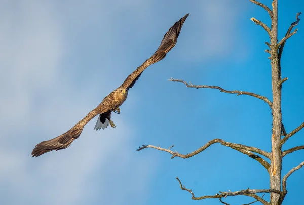 少年飛行中の白尾ワシ サイドビュー 空を背景に学名 Haliaeetus Albiilla Ern Erne 灰色のワシ ユーラシア海ワシ 白尾のワシ — ストック写真