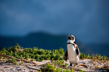 Afrika penguenleri aynı zamanda eşek pengueni olarak da bilinir, siyah ayaklı penguen. Bilimsel adı Spheniscus demersus. Güney Afrika