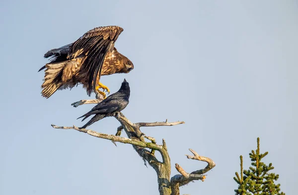 Raven Witstaartarend Boom Wetenschappelijke Naam Haliaeetus Albicilla Ern Erne Grijze — Stockfoto