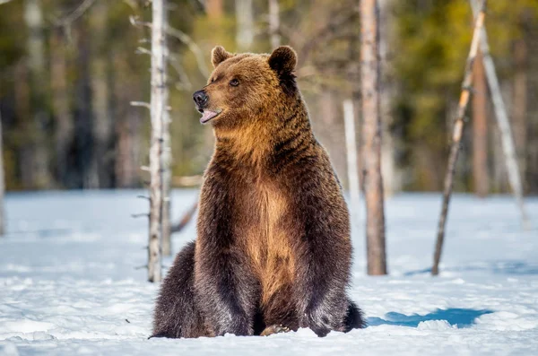 Medvěd Hnědý Sedí Sněhu Jarním Lese Přední Pohled Vědecký Název — Stock fotografie