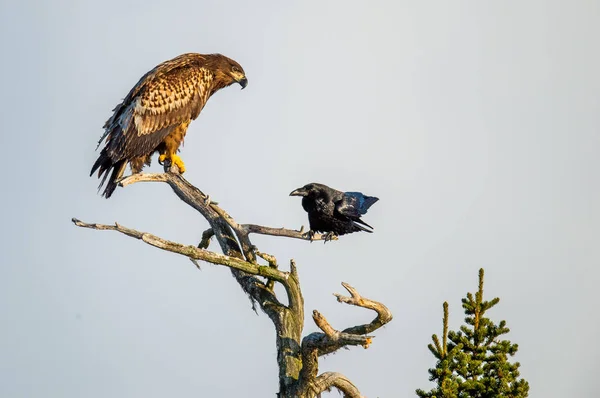 Raven White Tailed Eagle Tree Scientific Name Haliaeetus Albicilla Ern — Stock Photo, Image