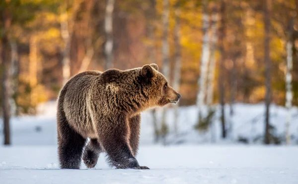 Bahar Ormanlarında Kar Üzerinde Kahverengi Ayı Bilimsel Adı Ursus Arctos — Stok fotoğraf