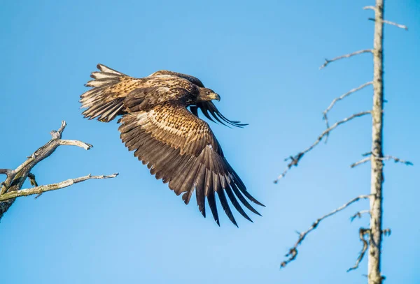 Jeugdige Zeearend Vlucht Zijaanzicht Luchtachtergrond Wetenschappelijke Naam Haliaeetus Albicilla Ern — Stockfoto