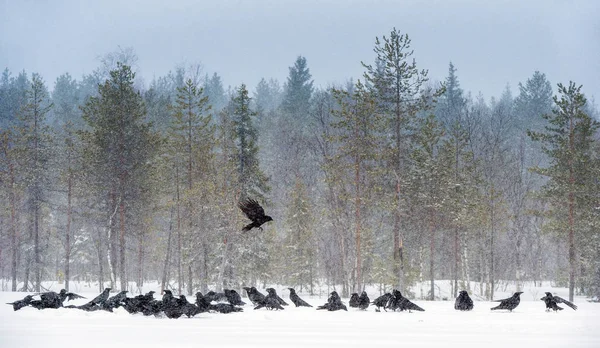 Corvi Seduti Nella Neve Foresta Invernale — Foto Stock