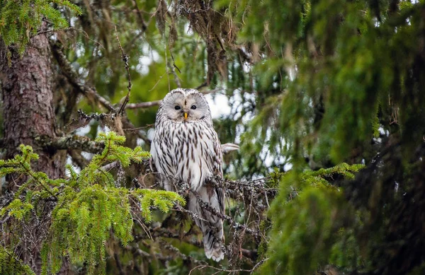 モミの木の枝にフクロウが座っています ウラルフクロウ Strix Uralensis 自然生息地や冬の季節 — ストック写真