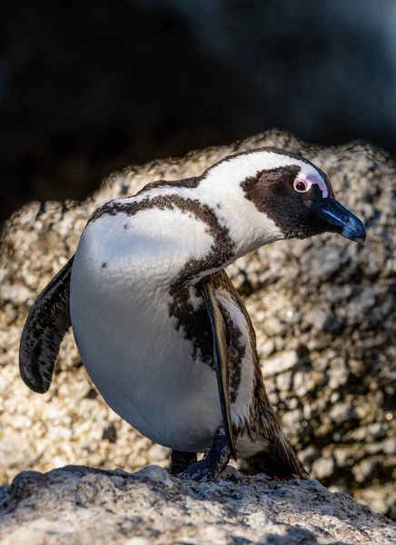 African Penguin Also Known Jackass Penguin Black Footed Penguin Scientific — Stock Photo, Image