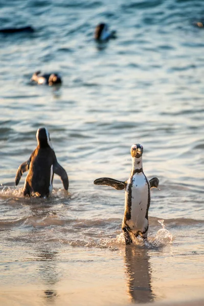 African Penguins Sandy Beach African Penguin Also Known Jackass Penguin — Stock Photo, Image