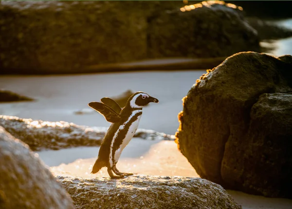 African Penguin Sandy Beach Sunset African Penguin Also Known Jackass — Stock Photo, Image