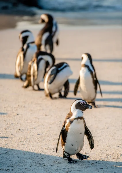 Pingouins Africains Sur Plage Sable Fin Pingouin Africain Également Connu — Photo