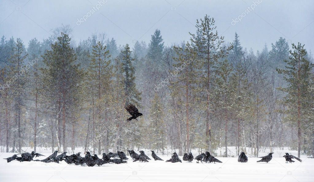 Ravens sitting in the snow. Winter forest