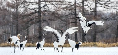 Vinçler dans. Vinçler ritüel evlilik dansı. Kırmızı taç Vinçler. Bilimsel adı: Grus japonensis Japon vinç veya Mançurya vinç, olarak da bilinir, bu büyük bir Doğu Asya vinç.